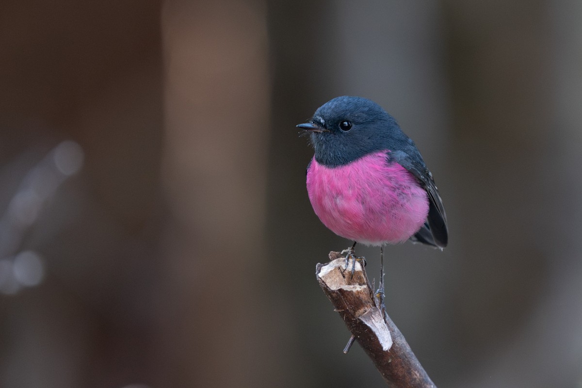 Pink Robin - ML620561764