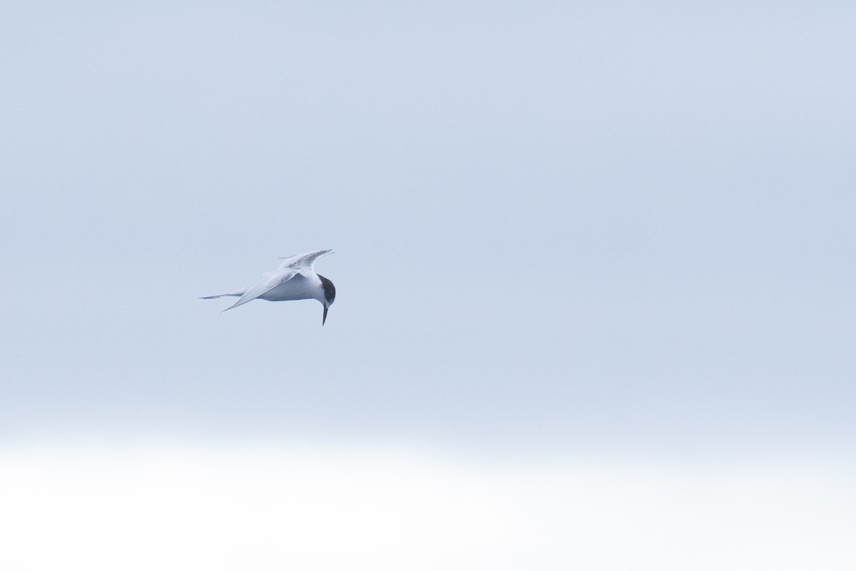 White-fronted Tern - ML620561765