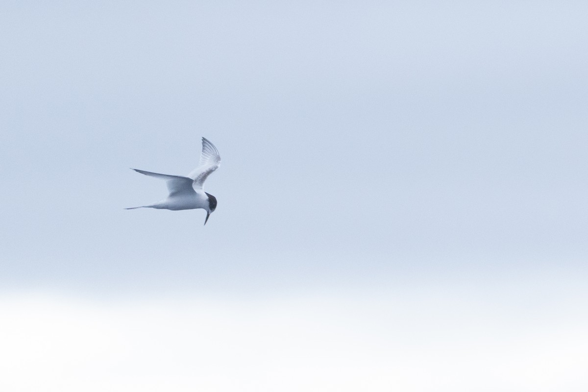White-fronted Tern - ML620561766
