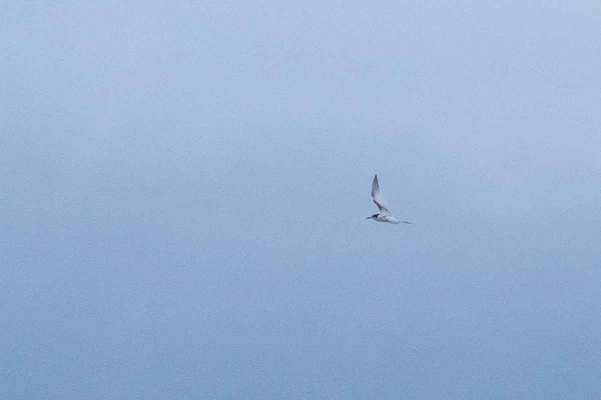 White-fronted Tern - ML620561767