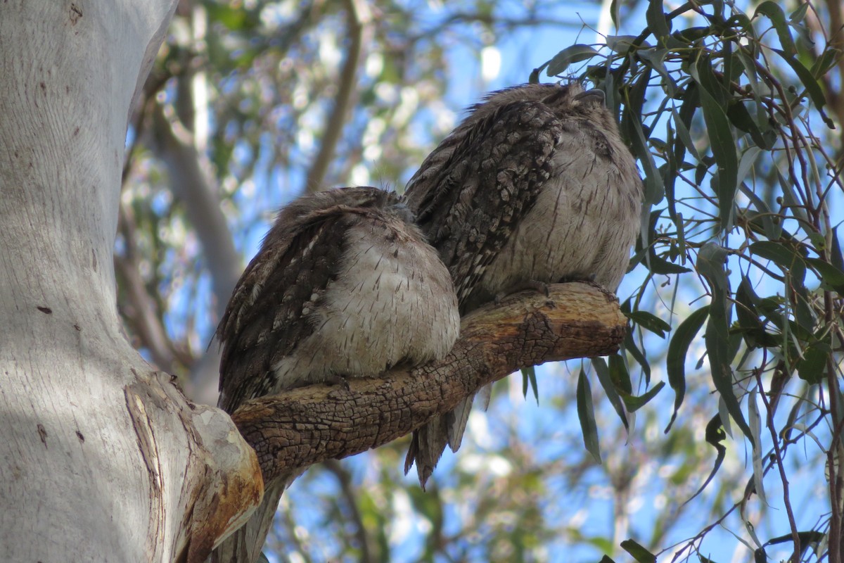 Tawny Frogmouth - ML620561776