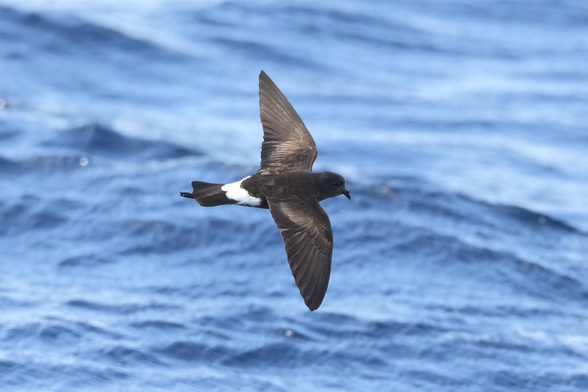 Wilson's Storm-Petrel - ML620561781