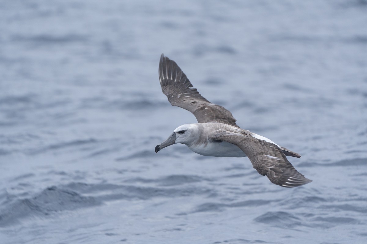 White-capped Albatross - ML620561782