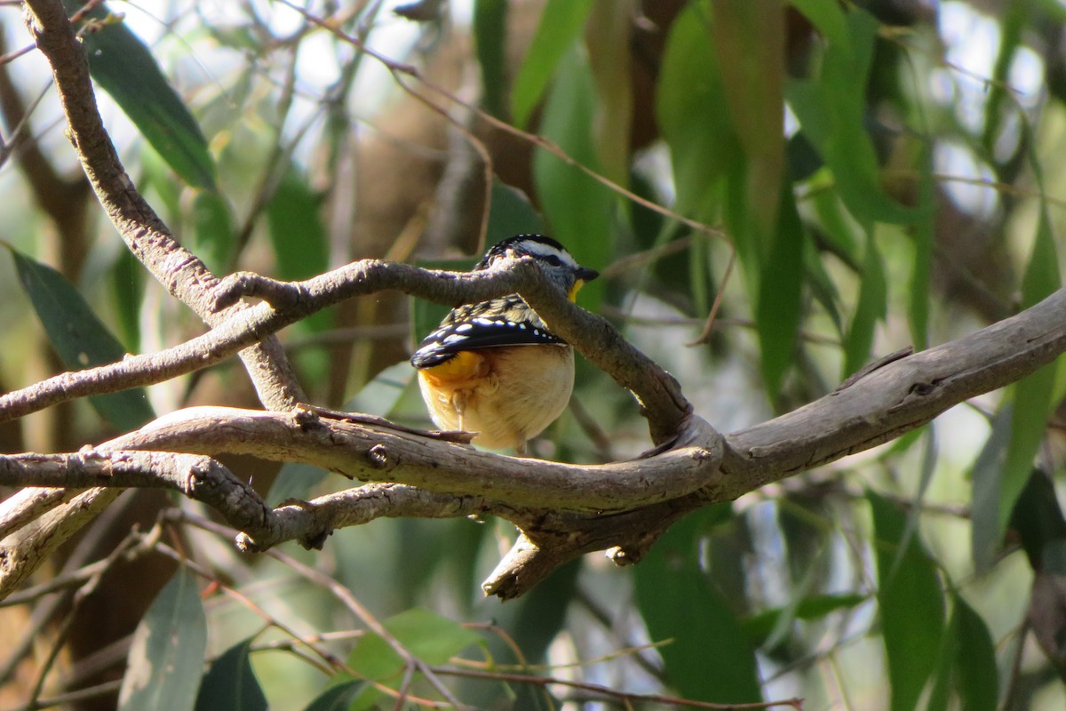 Pardalote pointillé - ML620561783