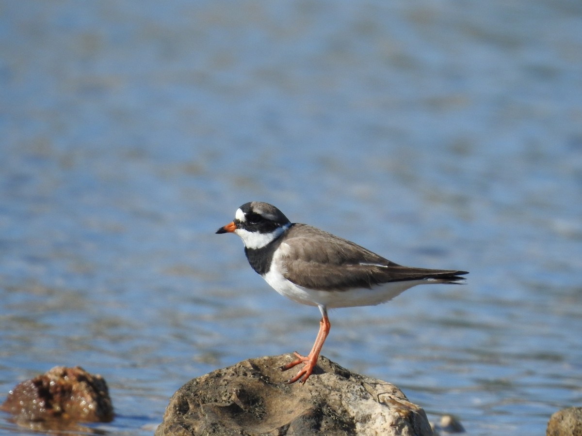 Common Ringed Plover - ML620561786