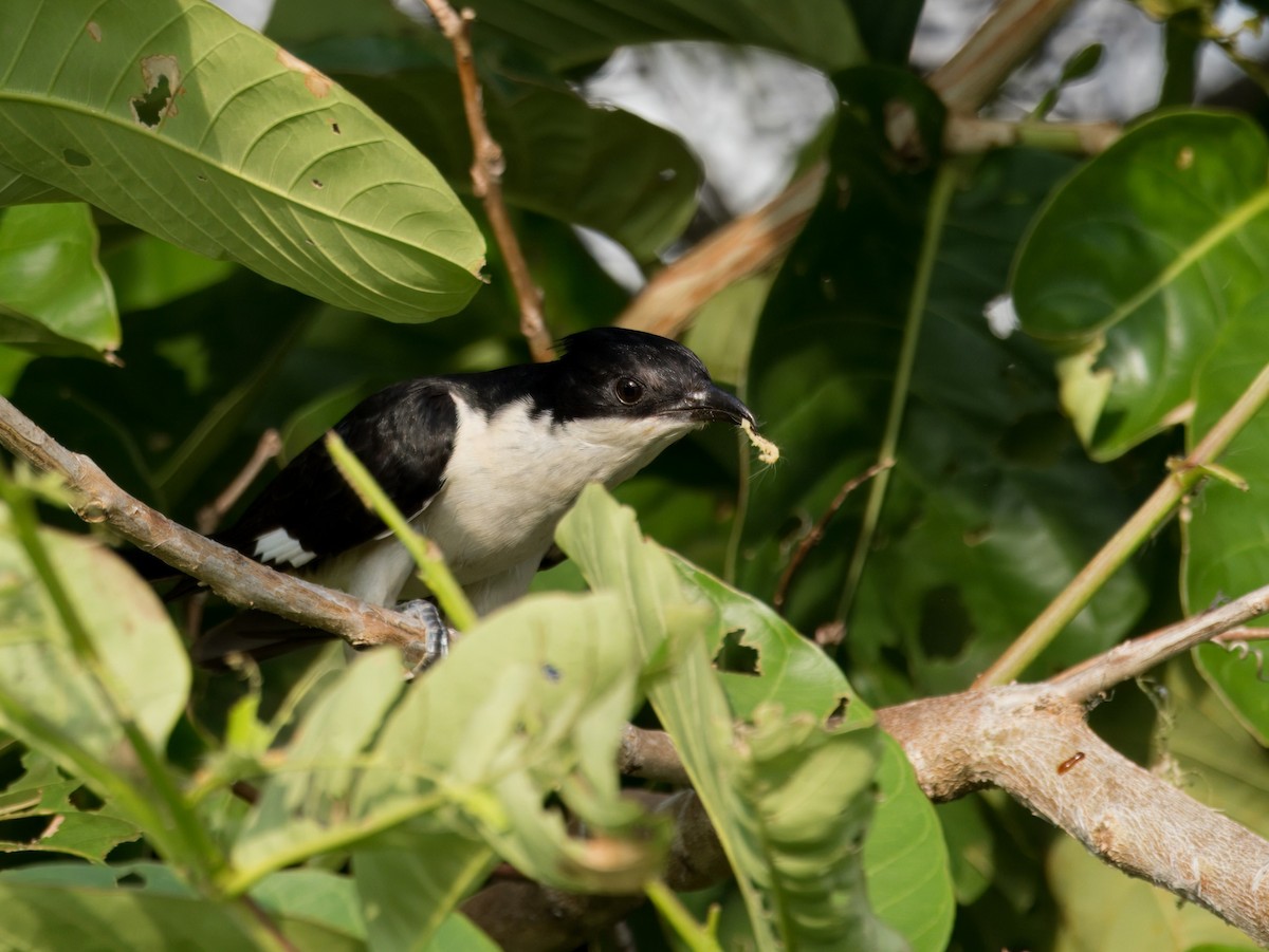 Pied Cuckoo - ML620561789