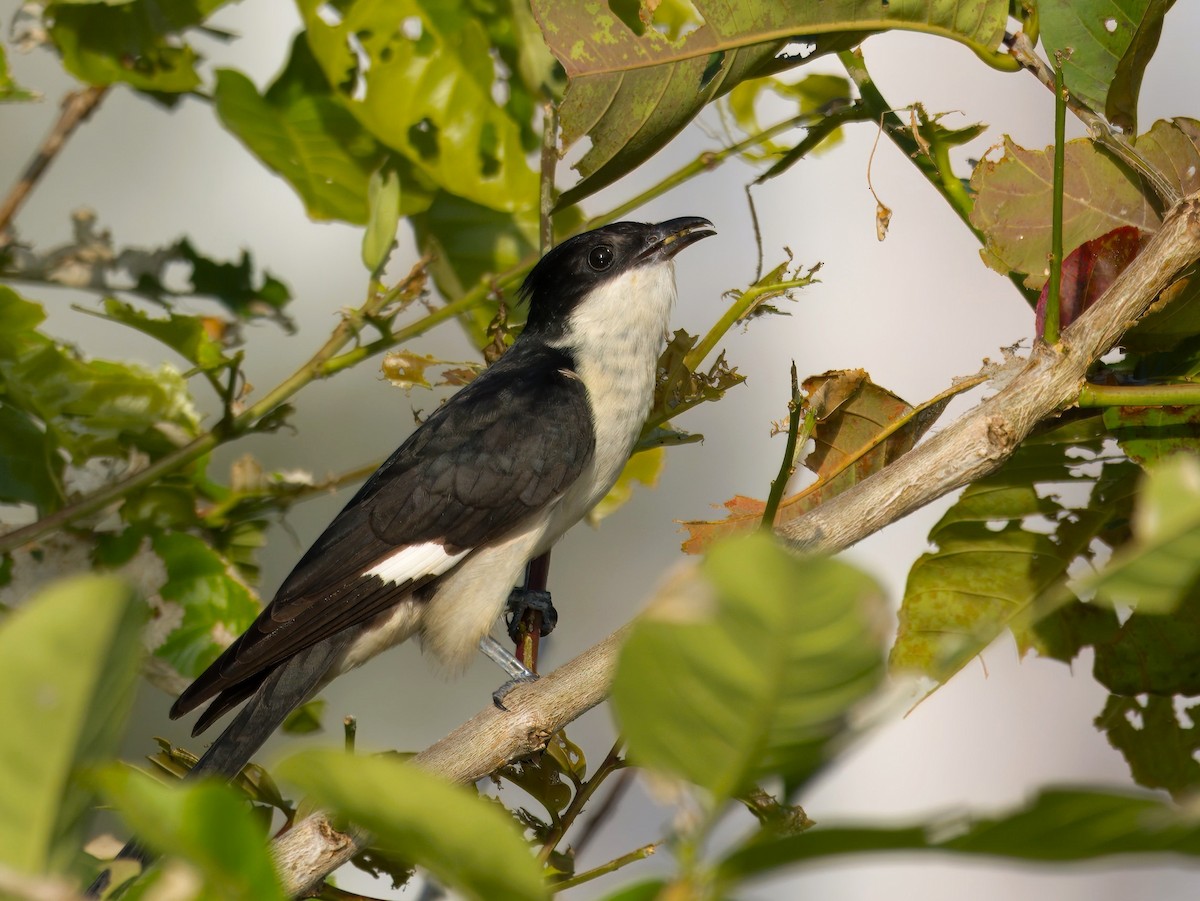 Pied Cuckoo - ML620561790