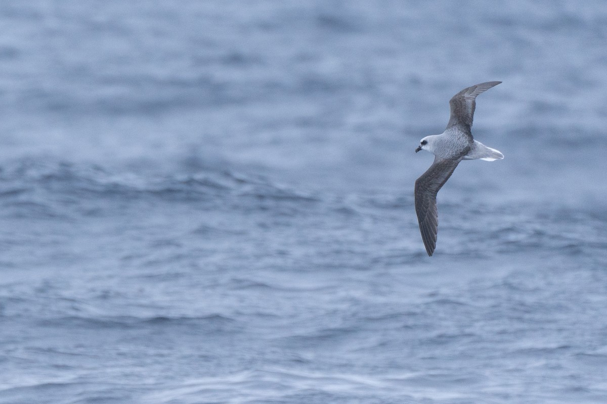 White-headed Petrel - ML620561792