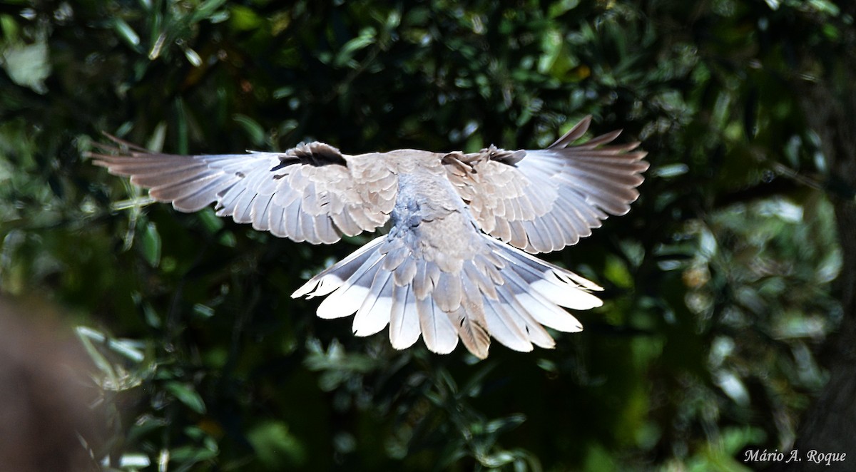 Eurasian Collared-Dove - ML620561793