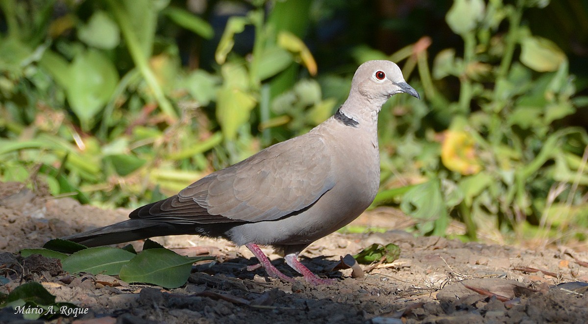 Eurasian Collared-Dove - Mário Roque