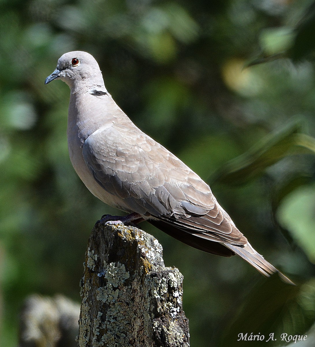 Eurasian Collared-Dove - ML620561796