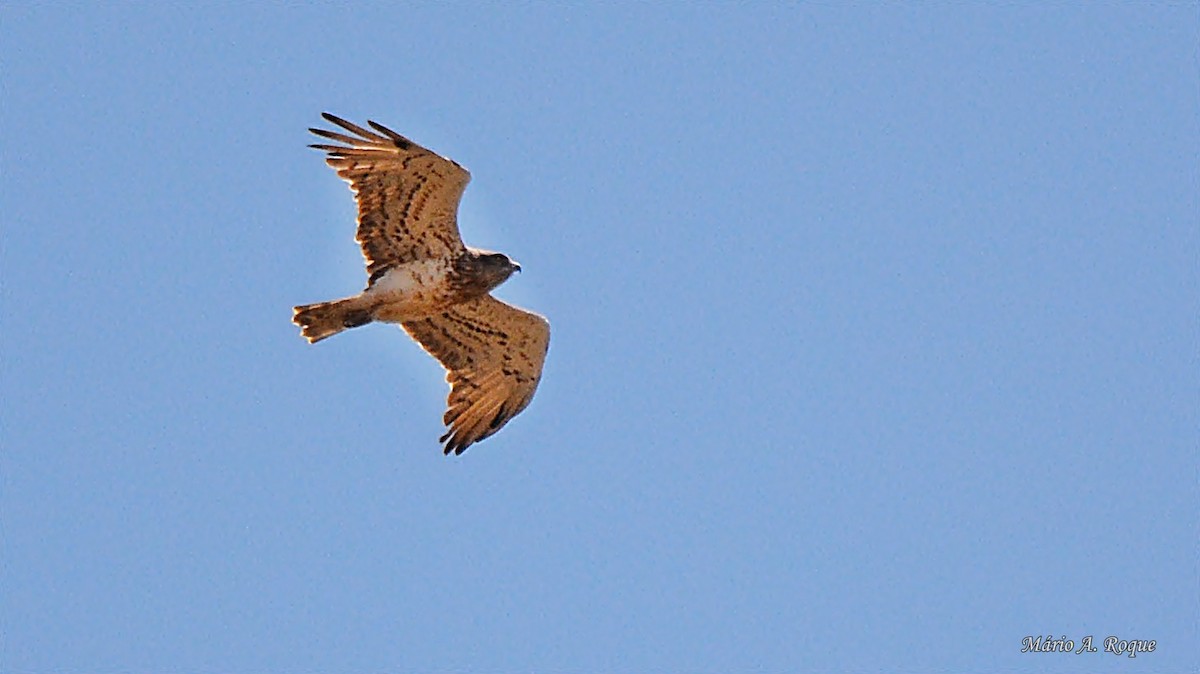 Short-toed Snake-Eagle - ML620561803