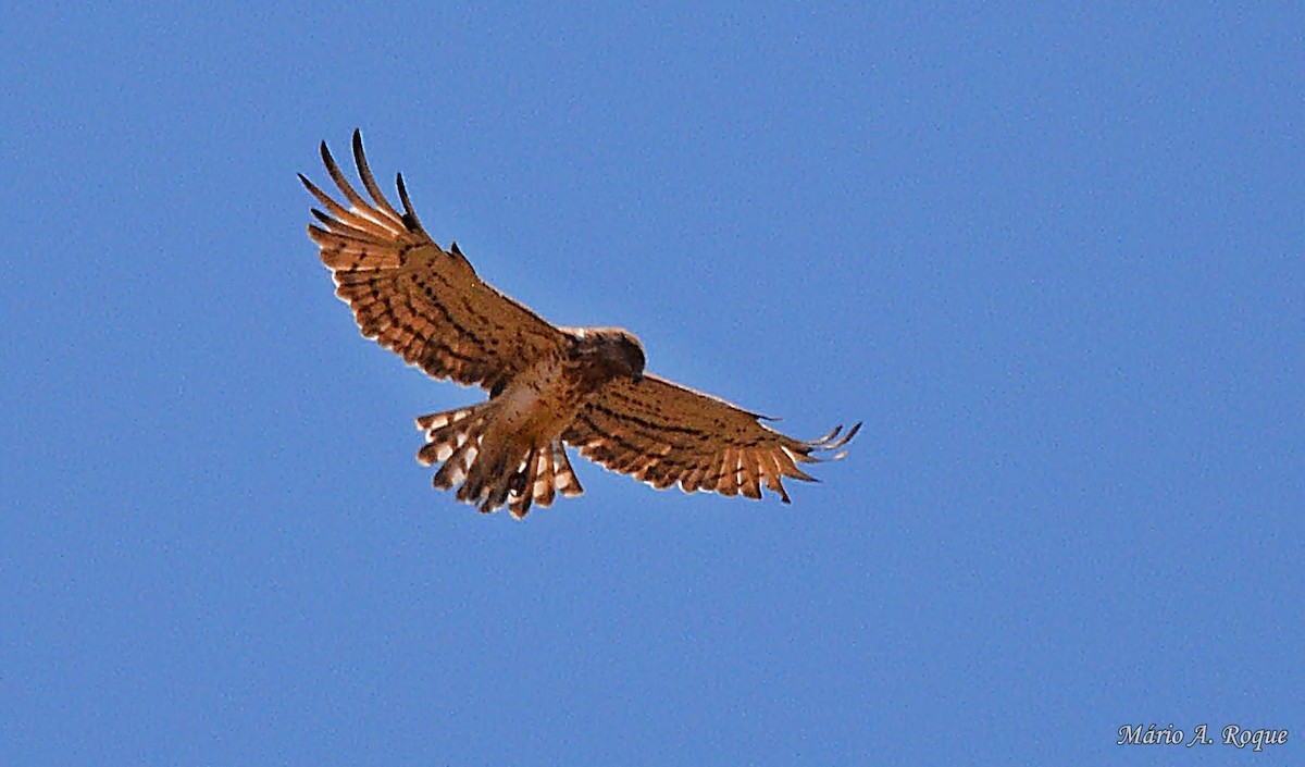 Short-toed Snake-Eagle - ML620561804