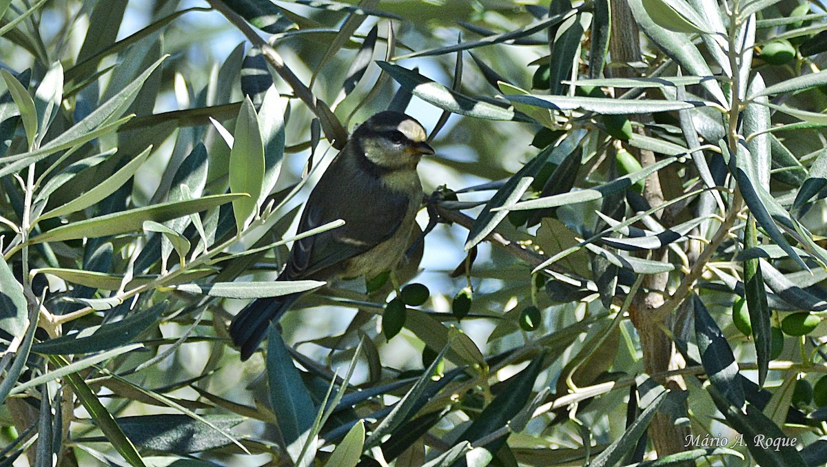 Eurasian Blue Tit - ML620561805