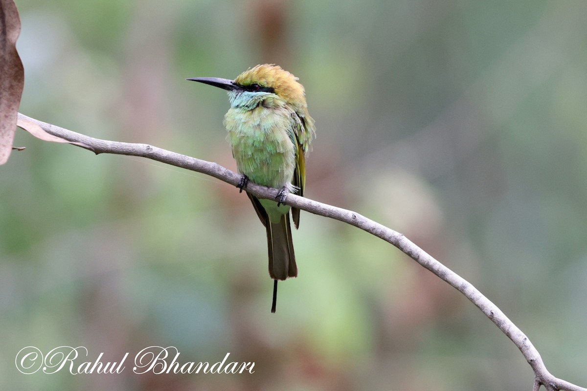 Asian Green Bee-eater - ML620561806