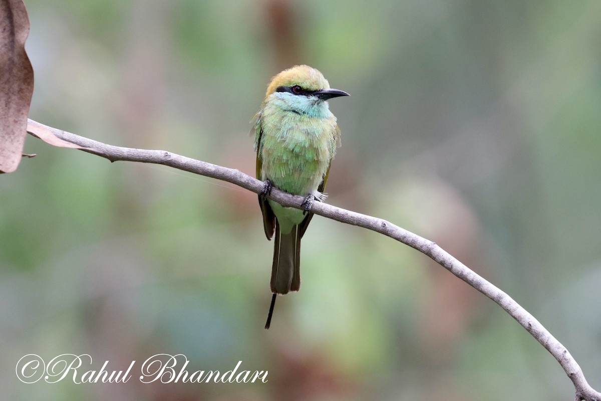 Asian Green Bee-eater - ML620561807