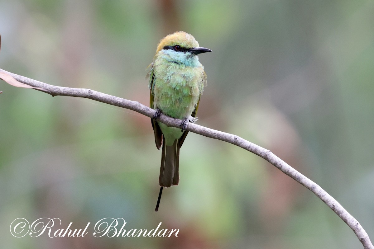 Asian Green Bee-eater - ML620561808