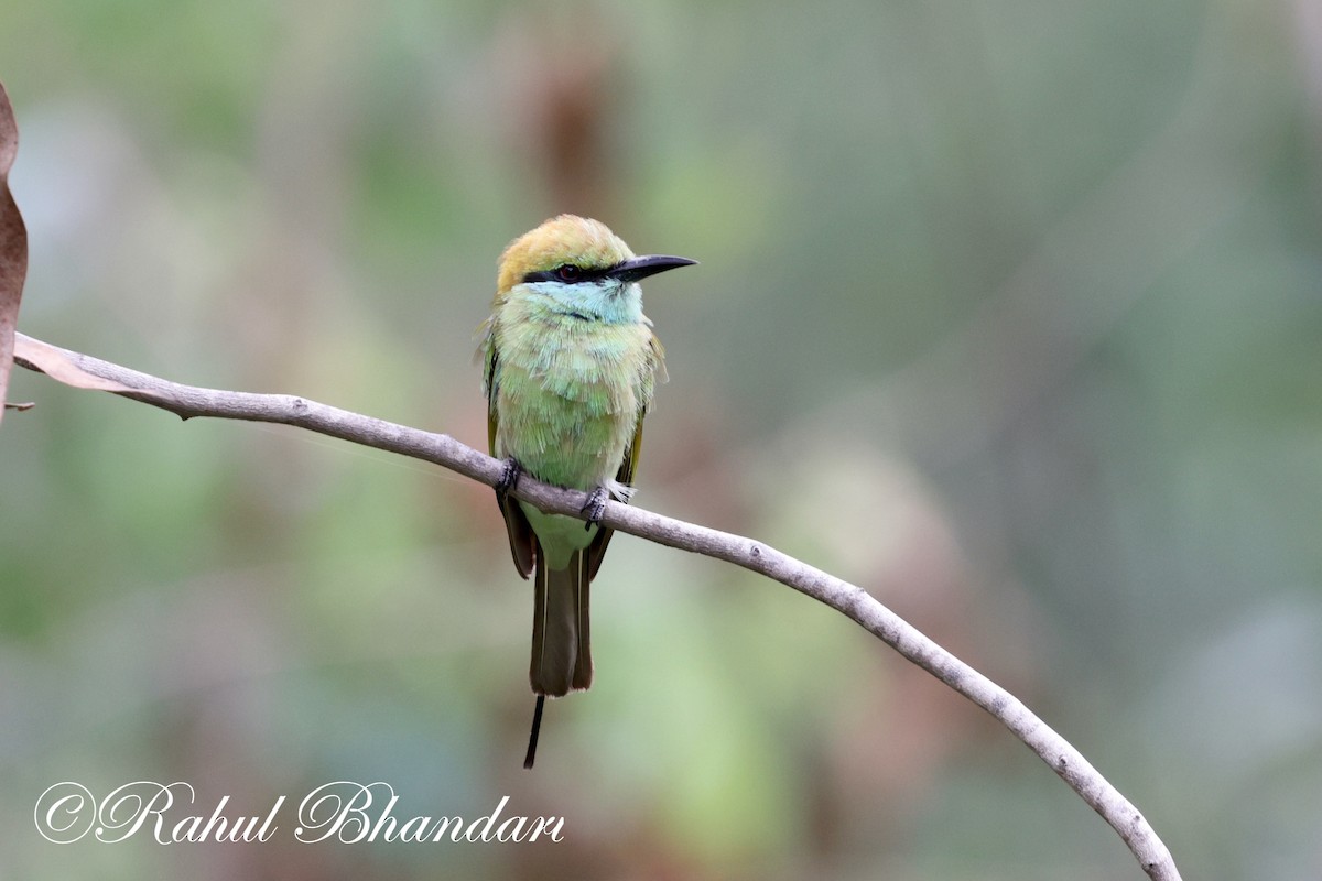 Asian Green Bee-eater - ML620561809