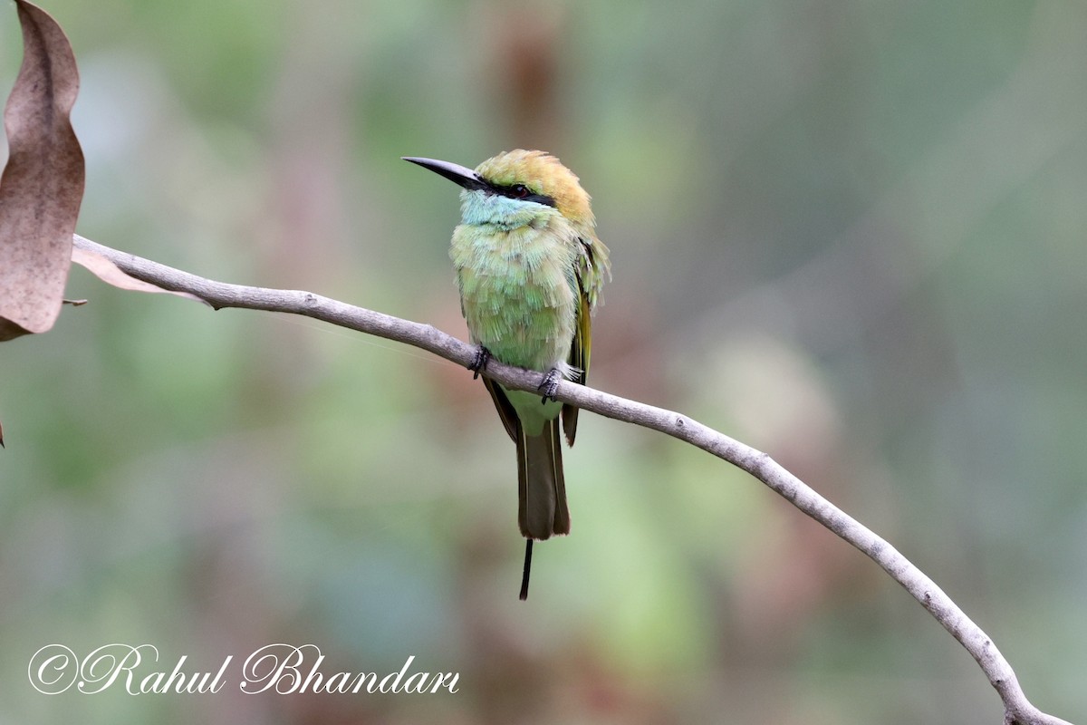 Asian Green Bee-eater - ML620561810
