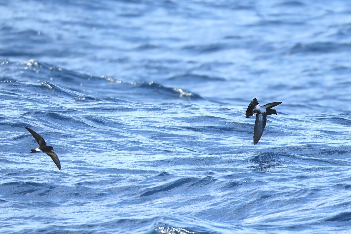 Black-bellied Storm-Petrel - ML620561813