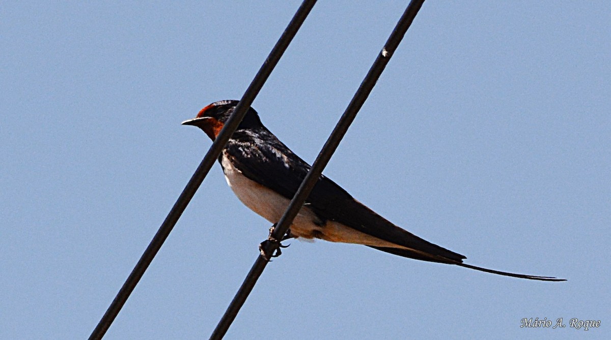 Barn Swallow - ML620561823
