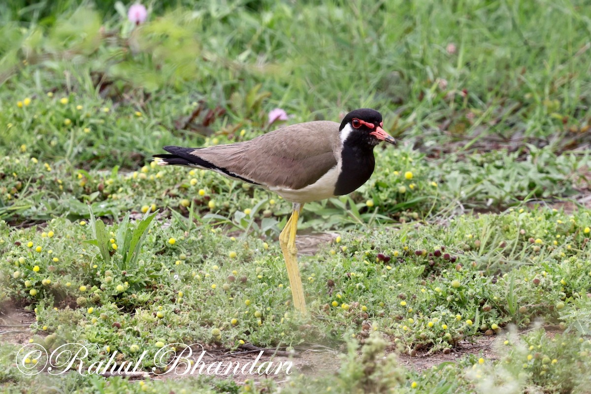 Red-wattled Lapwing - ML620561829