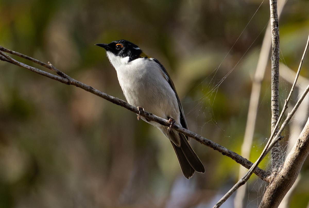 White-naped Honeyeater - ML620561839