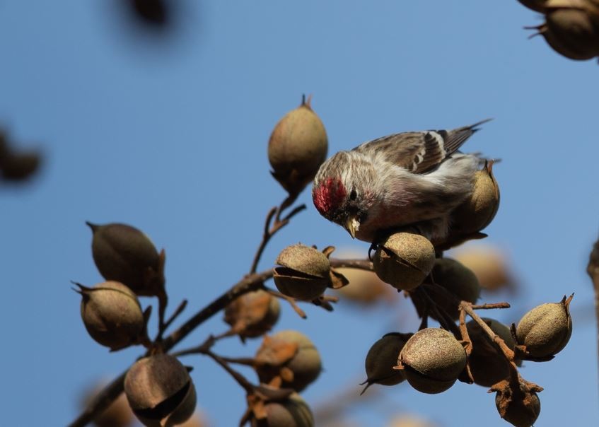 Lesser Redpoll - ML620561845