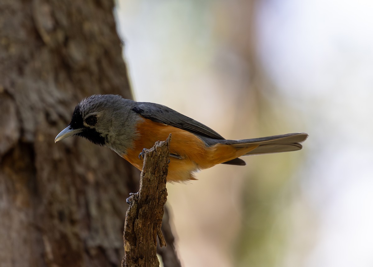 Black-faced Monarch - ML620561846