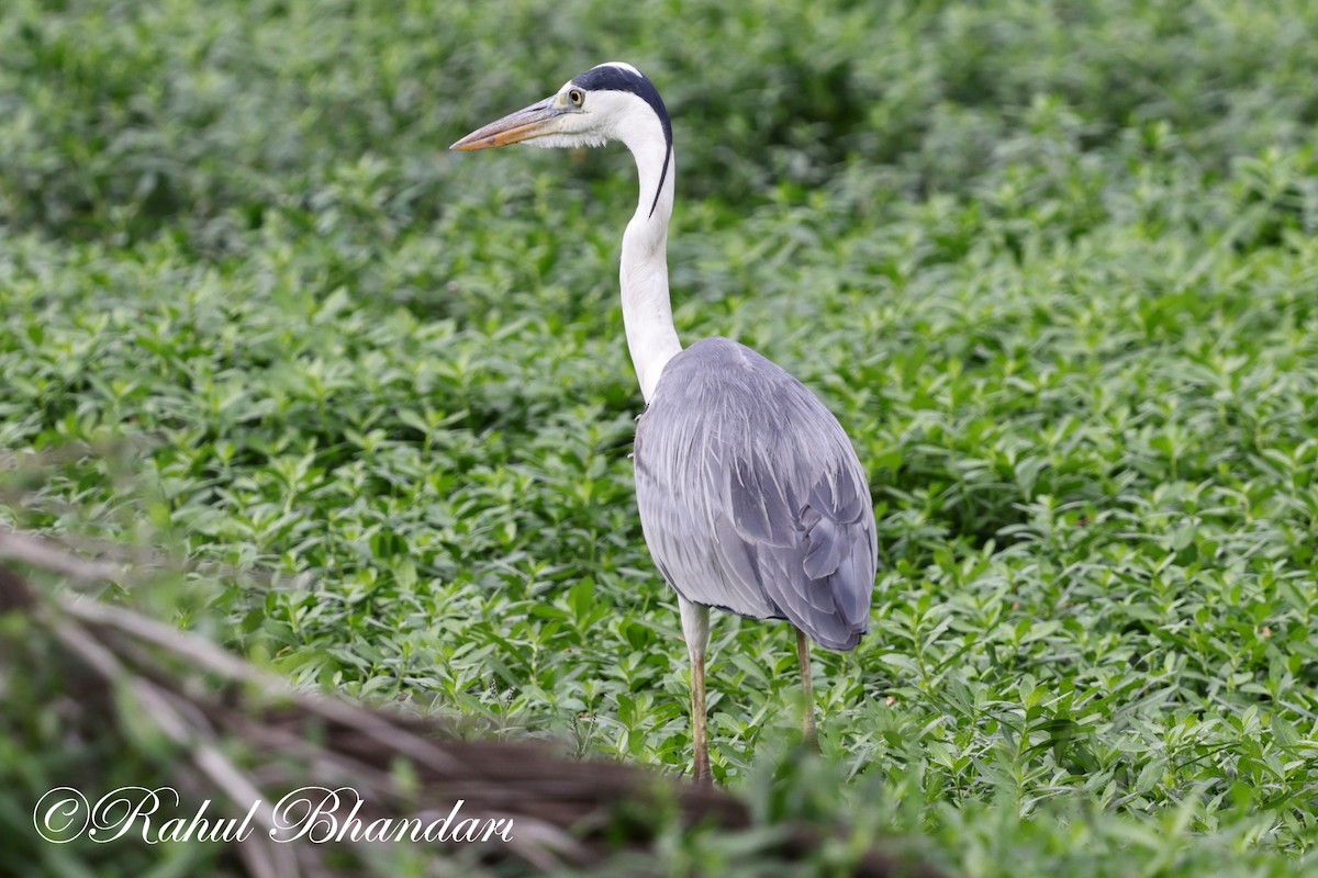 Gray Heron - ML620561848