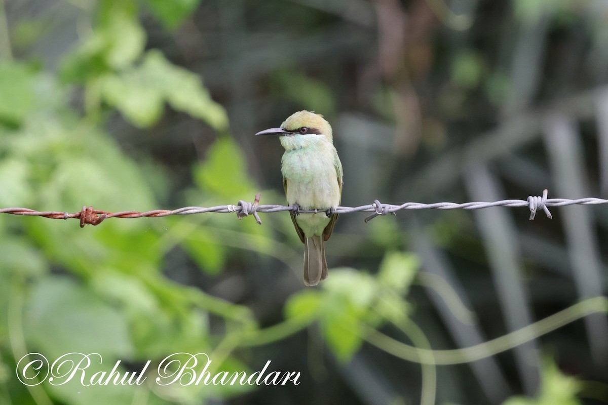 Asian Green Bee-eater - ML620561851
