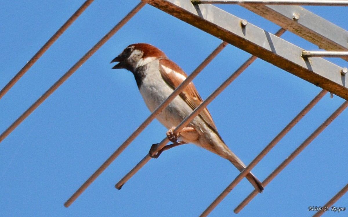 House Sparrow - Mário Roque