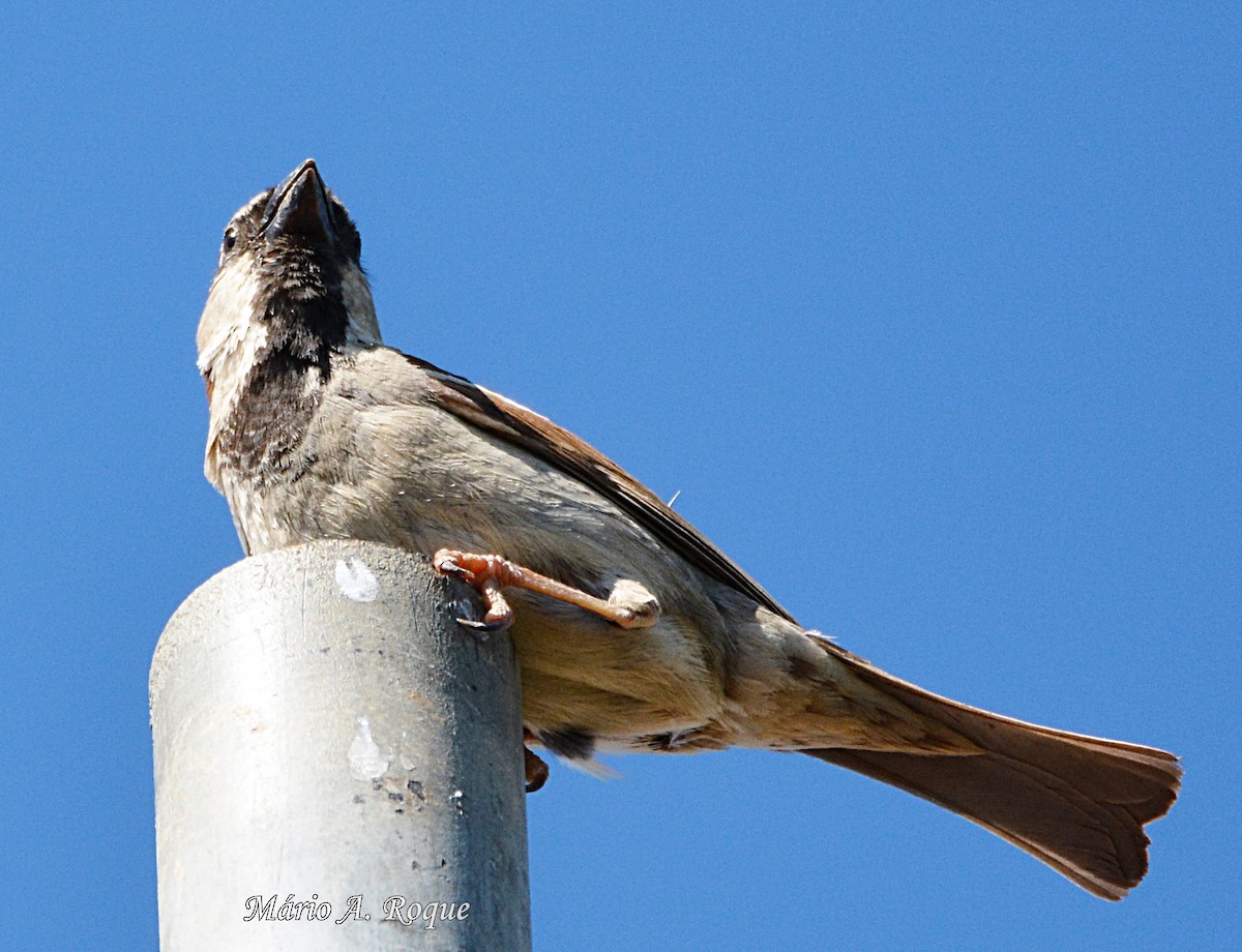 Moineau domestique - ML620561855