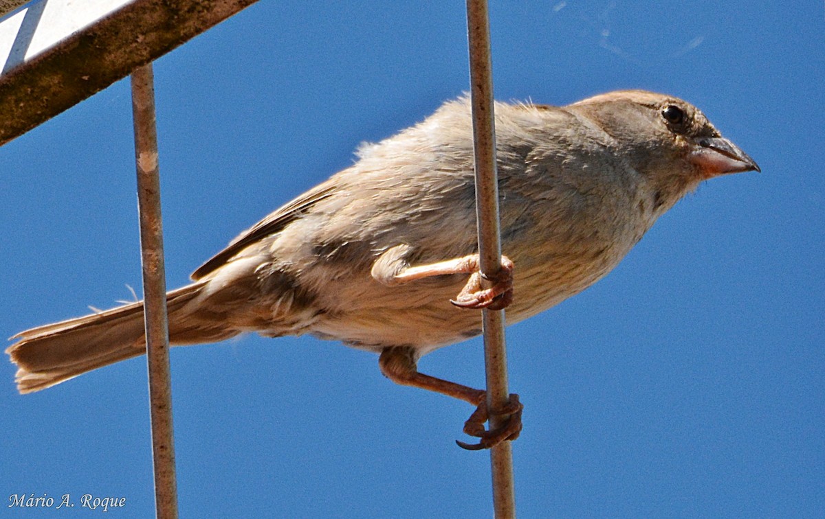 House Sparrow - ML620561856