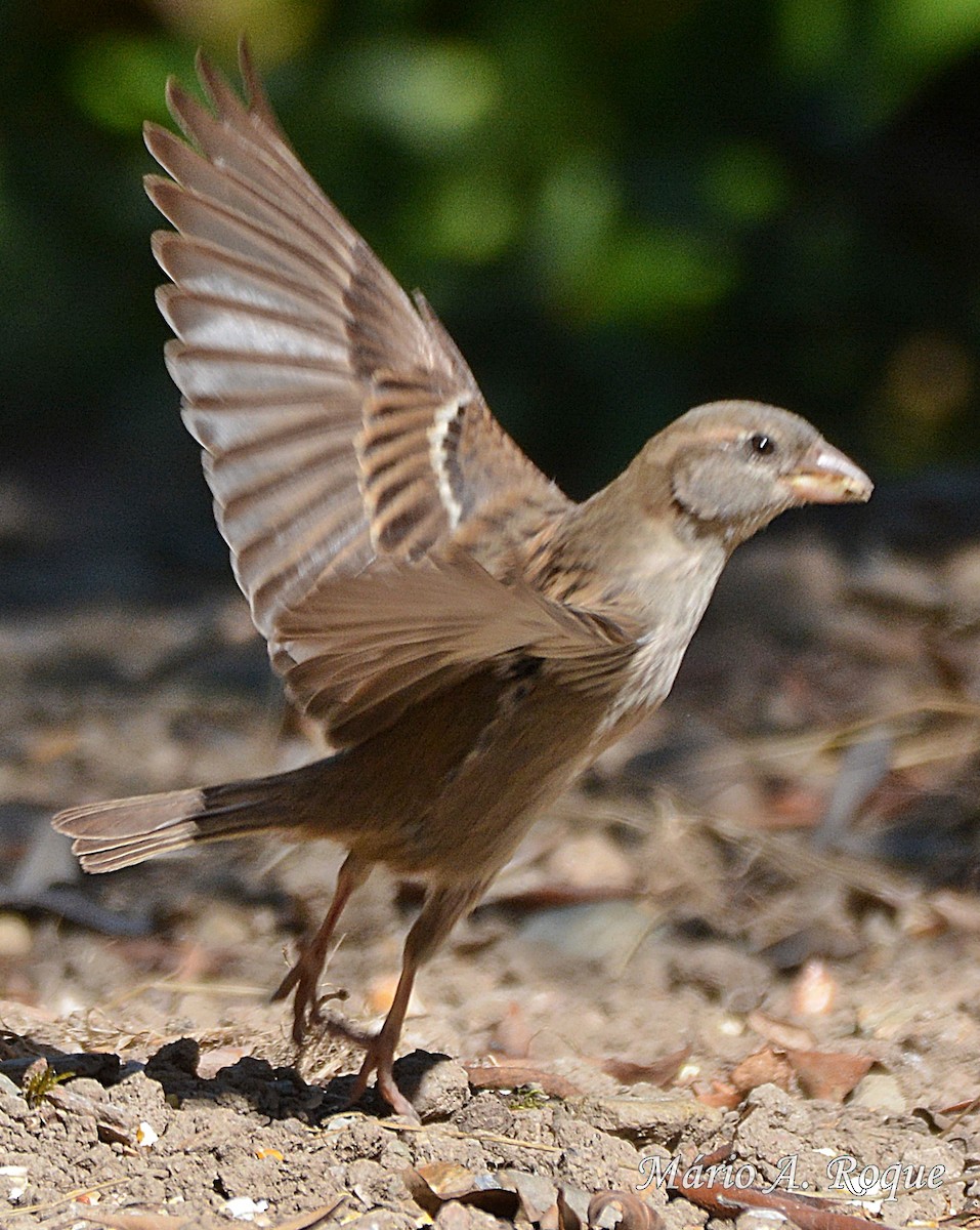 House Sparrow - ML620561858