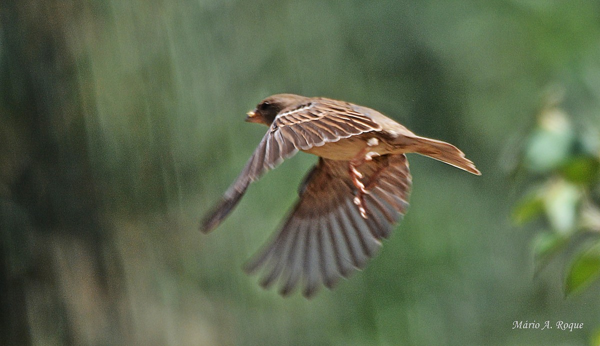 Moineau domestique - ML620561861