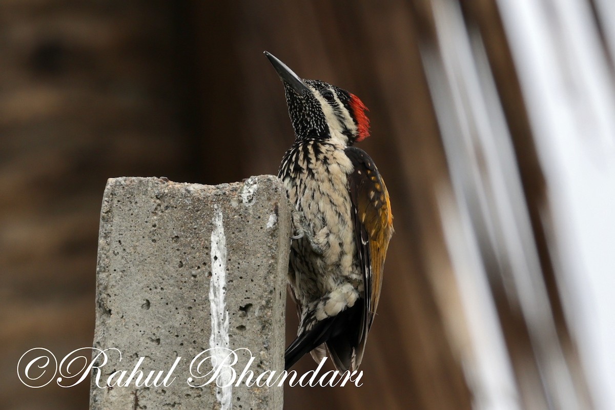 Black-rumped Flameback - ML620561866