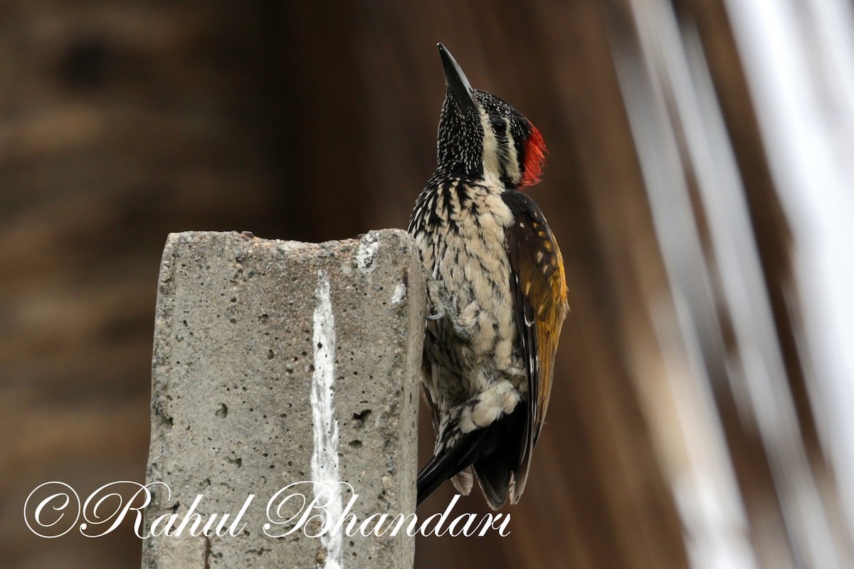 Black-rumped Flameback - Rahul Bhandari