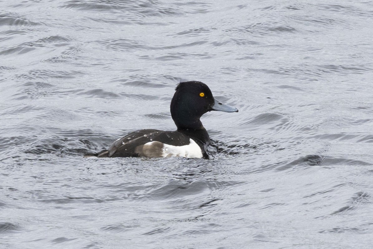 Tufted Duck - ML620561868