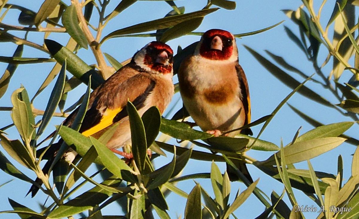 European Goldfinch - ML620561869