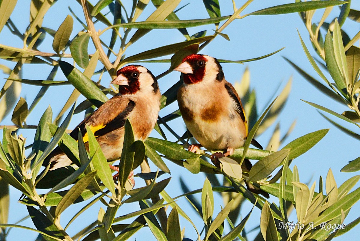 European Goldfinch - ML620561871