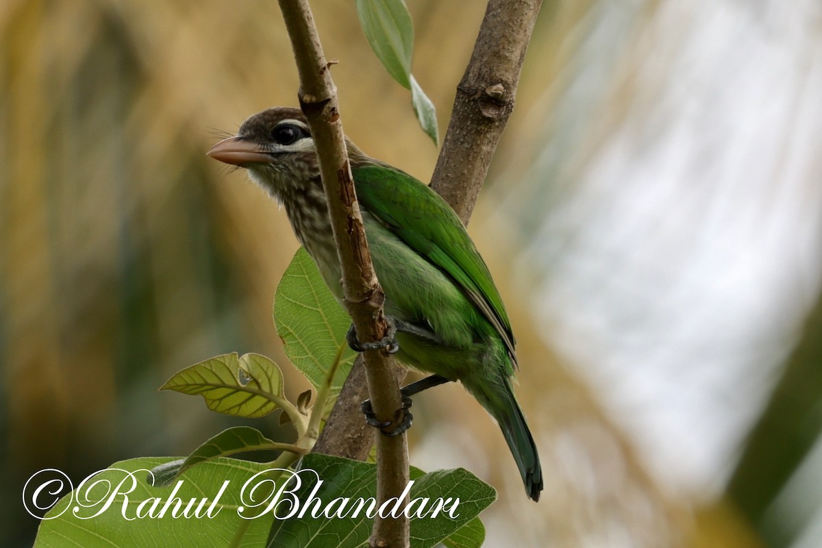 White-cheeked Barbet - ML620561872