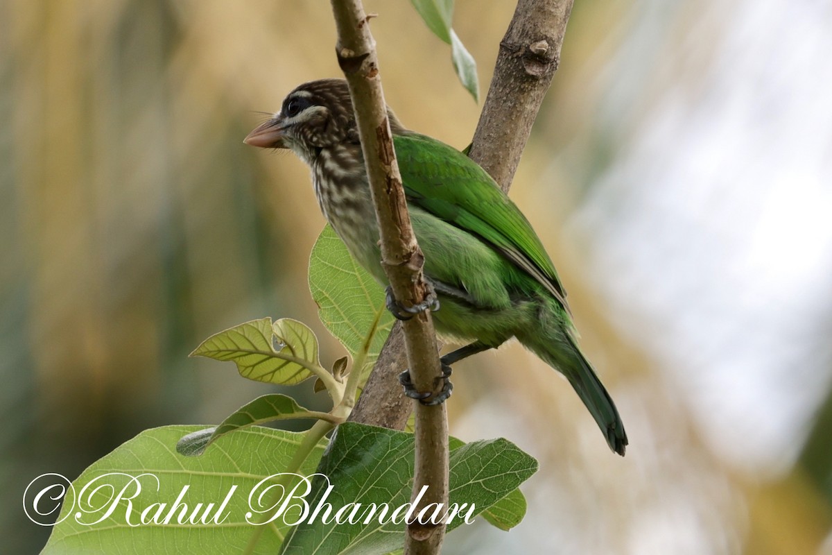 White-cheeked Barbet - ML620561874