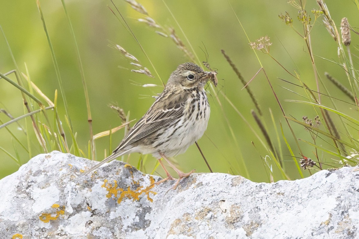 Meadow Pipit - ML620561876