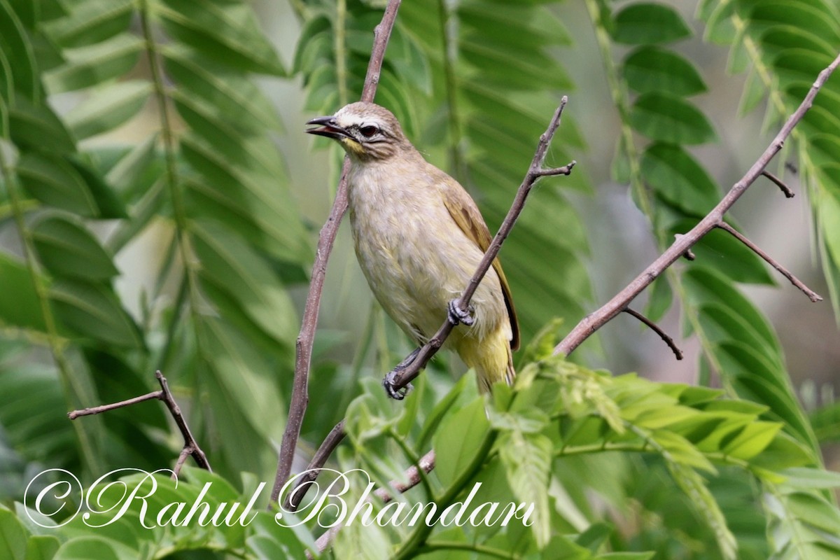 White-browed Bulbul - Rahul Bhandari