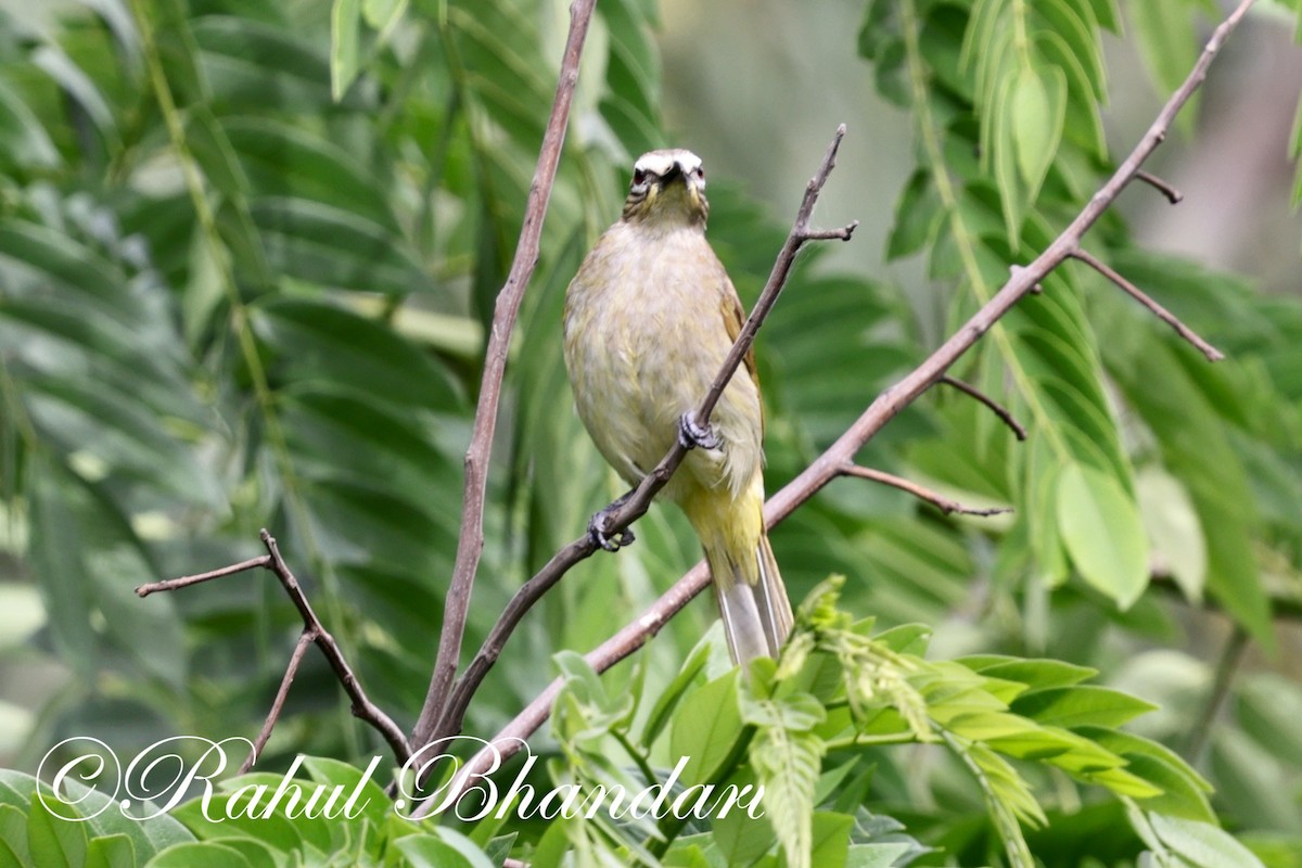 Bulbul à sourcils blancs - ML620561882