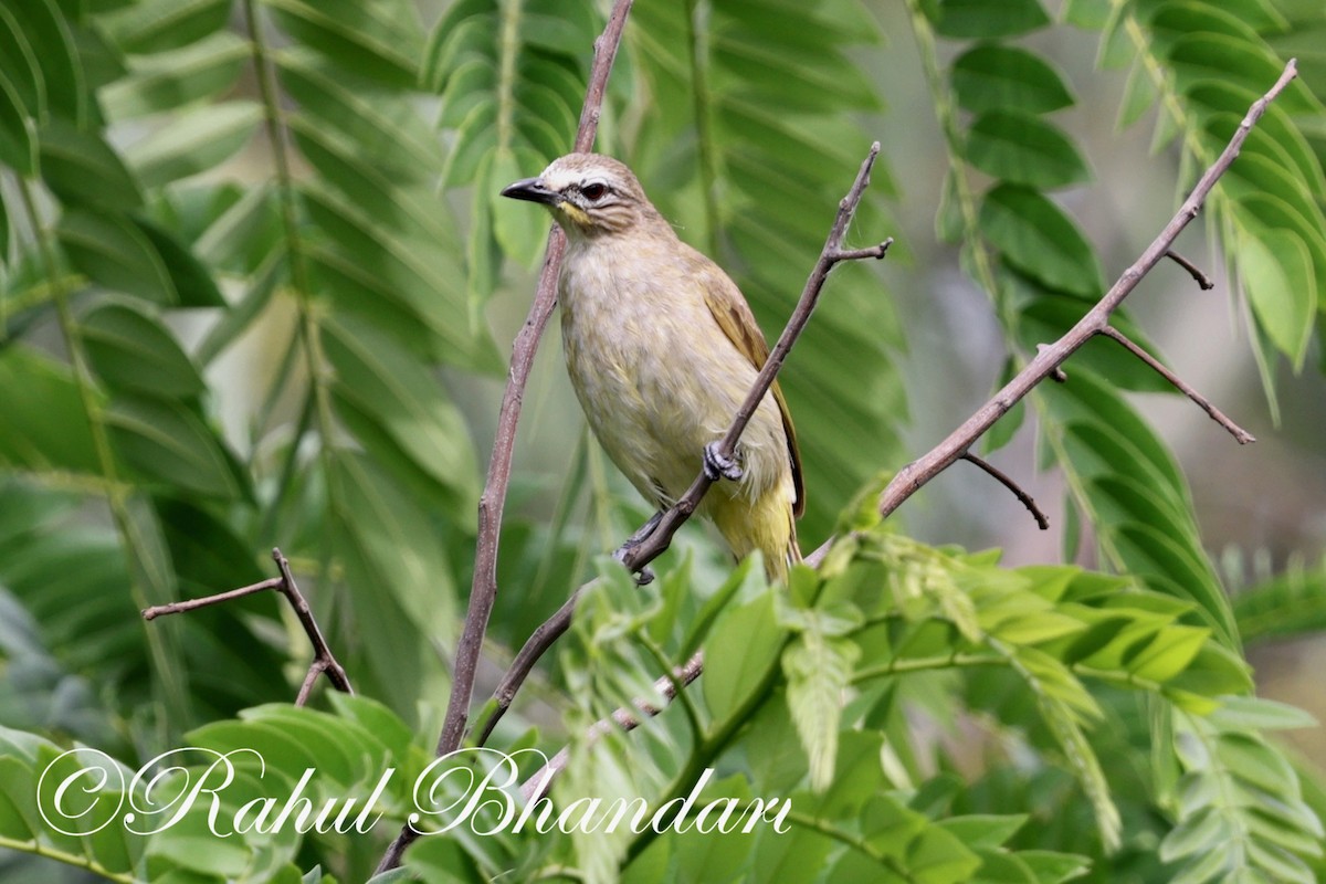 White-browed Bulbul - ML620561883