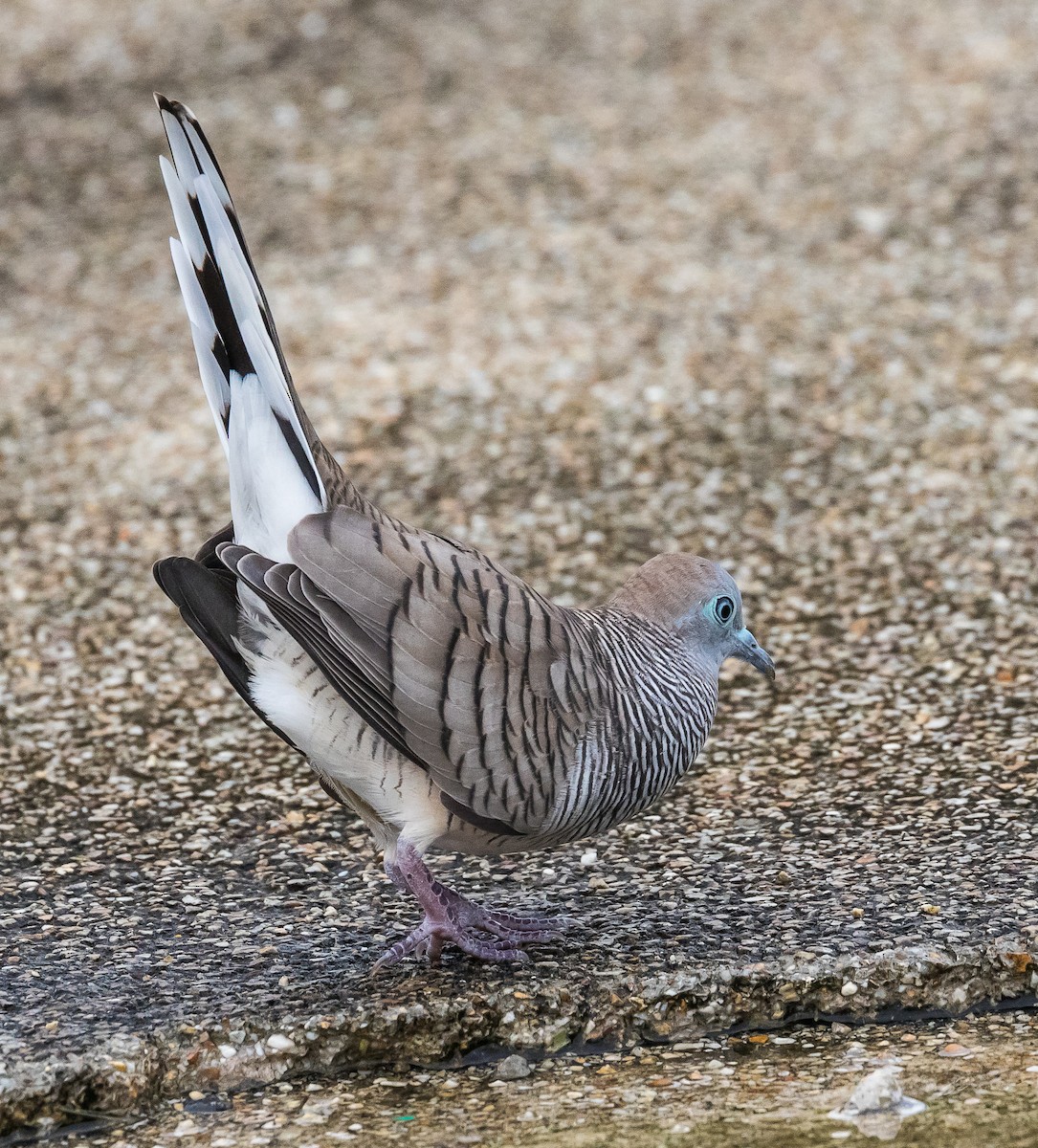 Zebra Dove - ML620561893