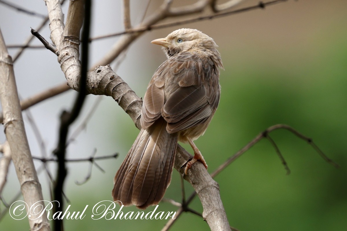 Yellow-billed Babbler - ML620561895