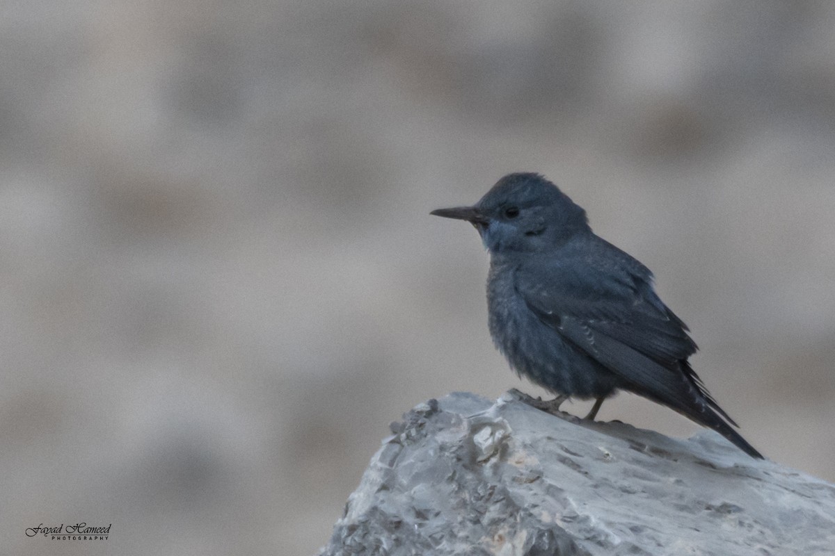 Blue Rock-Thrush - ML620561900